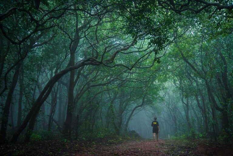 വാഹനങ്ങളില്ലാത്ത മണ്ണിലേക്ക് ഒരു യാത്ര; പ്രകൃതി ശാന്തമാകുന്ന ‘മാഥേരാൻ’ യാത്രാനുഭവങ്ങൾ