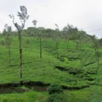 മഞ്ഞ് പെയ്തിറങ്ങുകയായിരുന്നില്ല നെല്ലിയാമ്പതിയിൽ!