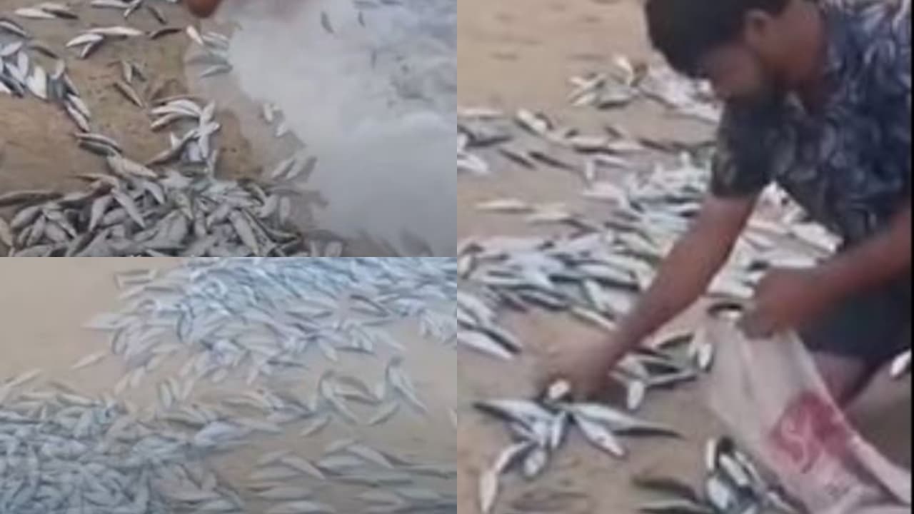മത്തിച്ചാകര; തീരത്തേക്ക് ഒഴുകിയെത്തി ജനക്കൂട്ടം,ദൃശ്യങ്ങൾ വൈറൽ